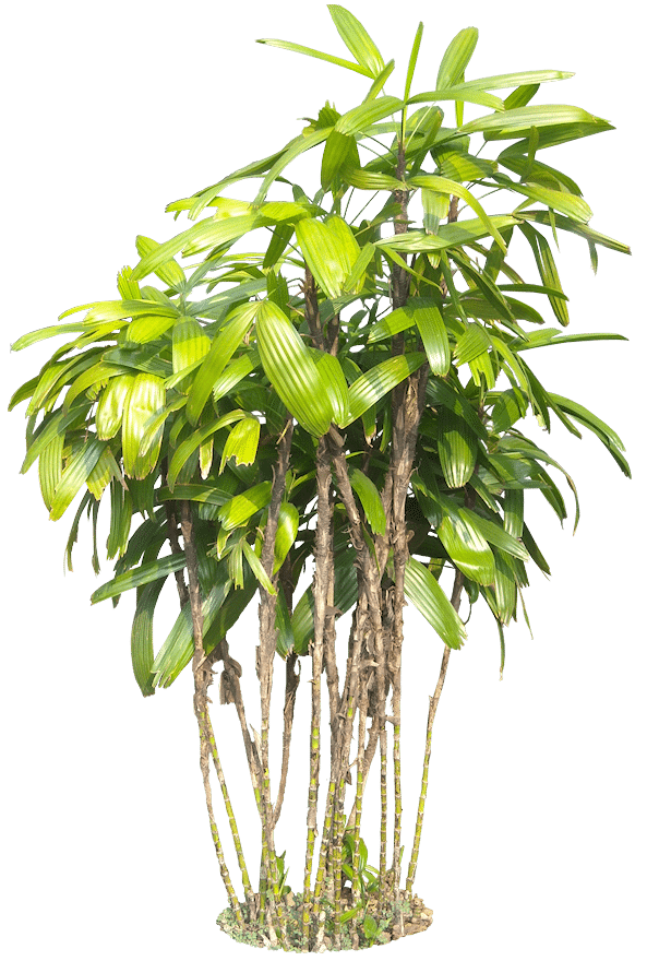 Plant Png 2